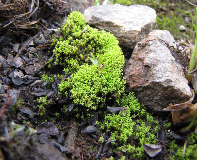 Dichodontium pellucidum